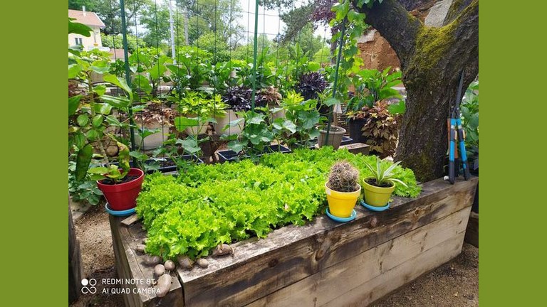 Les salades bio du jardin finissent dans vos assiettes Le potager de la terrasse